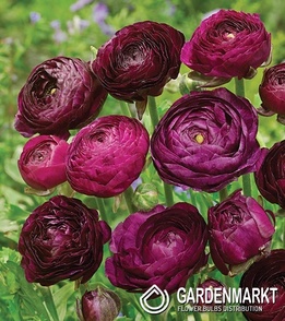 Ranunculus Jaskier Tomer Purple 5 szt.