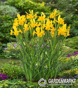 Irys Holenderski Strong Gold 10 szt.
