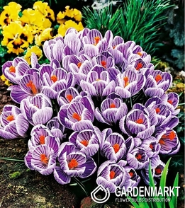 Krokus Wielkokwiatowy King Of Striped  XXXL 10 szt.