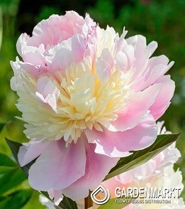 Piwonia Raspberry Sundae 1 szt.