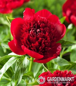 Piwonia Red Charm 1 szt.