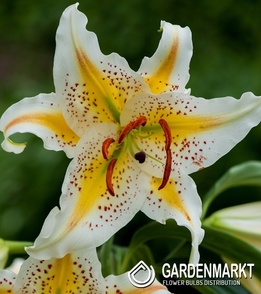 Lilia Orientalna Auratum 1 szt.