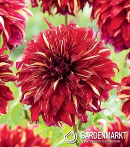 Dalia Talerzowa Bohemian Spartacus 1 szt.
