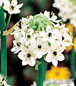 Ornithogalum Saundersiae-Śniadek Saundersa 1 szt.