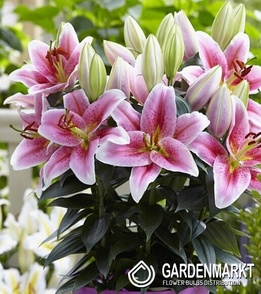 Lilia Orientalna First Romance 1 szt.