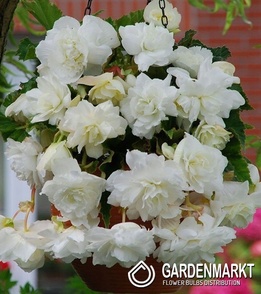 Begonia Hanging Aromantics White 1 szt.