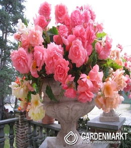 Begonia Hanging Aromantics Pink 1 szt.