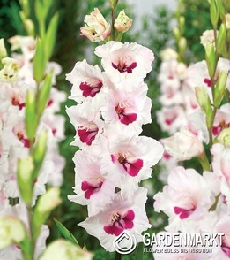 Gladiolus-Mieczyk Cera Corsage 5 szt.