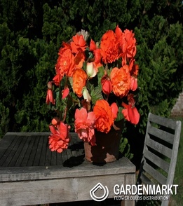 Begonia Hanging Aromantics Orange/Red 1 szt.