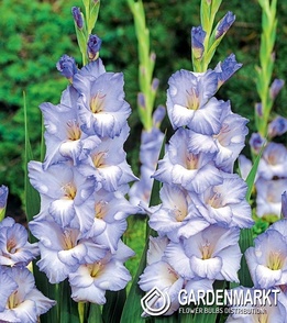 Gladiolus Mieczyk Wielkokwiatowy Cobain 5 szt.