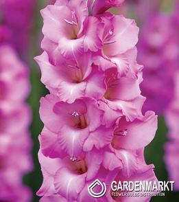 Gladiolus Mieczyk Wielkokwiatowy Lennon 5 szt.