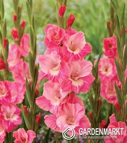 Gladiolus Mieczyk Wielkokwiatowy Cilesta 5 szt.