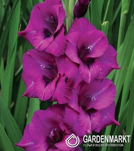 Gladiolus-Mieczyk Purple Diamond 5 szt.
