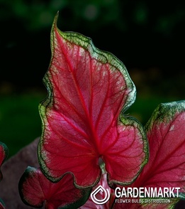Caladium - Kaladium Pink Panther 1 szt.