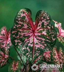 Caladium - Kaladium Dots Delight 1 szt.