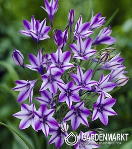 Brodiaea Triteleia Rudy 10 szt.