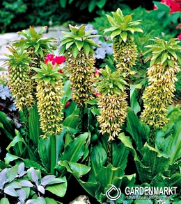 Eucomis Bicolor-Eukomis Dwubarwny 1 szt.