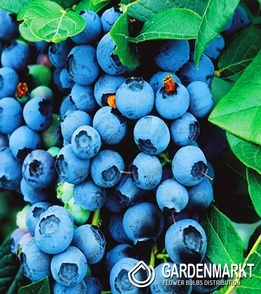 Borówka Bluecrop 1 szt.