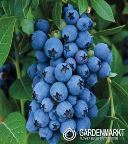 Borówka Earlyblue 1 szt.