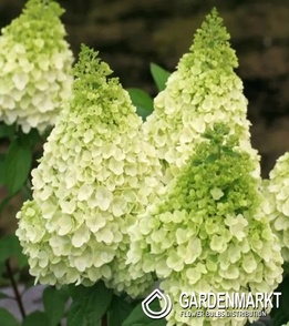 Hortensja Bukietowa Magical Kilimanjaro 1 szt.