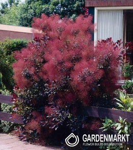 Perukowiec Royal Purple 1 szt.