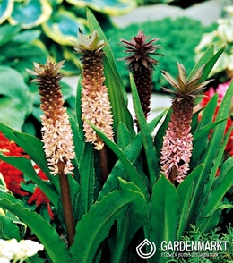 Eucomis Comosa 1 szt.