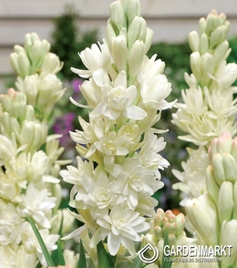 Polianthes Tuberosa Tuberoza Wonna Siewka 10 szt.
