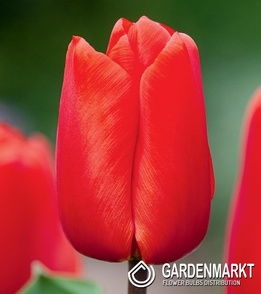 Tulipan Darwina Lalibella 5 szt.