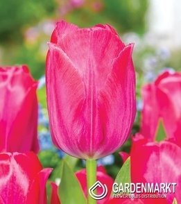 Tulipan Darwina Lady Van Eijk 5 szt.