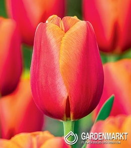 Tulipan Triumph Time Out 5 szt.
