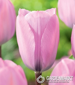 Tulipan Triumph Janis Joplin 5 szt.