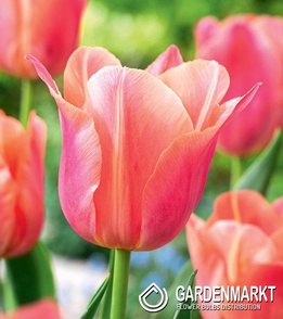 Tulipan Triumph Stunning Star 5 szt.