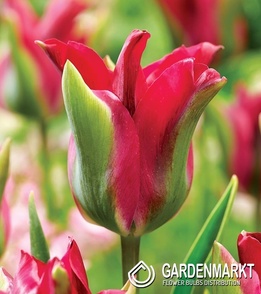 Tulipan Viridiflora Green Love 5 szt.