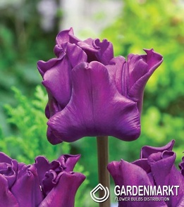 Tulipan Ekskluzywny Crown Of Negrita 5 szt.