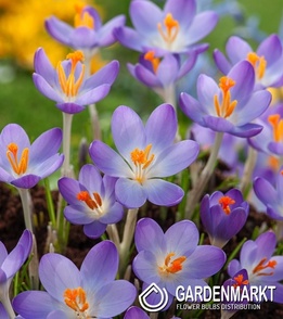 Crocus Scepusiensis - Krokus Wiosenny Spiski 10 szt.
