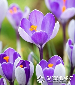 Crocus - Krokus Wiosenny Fantasy 10 szt.
