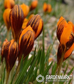 Crocus - Krokus Olivieri Ssp Balansae 10 szt.