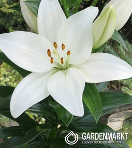 Lilium - Lilia Azjatycka Kent 1 szt.