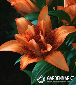Lilium - Lilia Azjatycka Podwójna Double Love 1 szt.