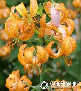 Lilium - Lilia Martagon Terrace City 1 szt.