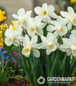 Narcissus - Narcyz Trąbkowy Lady Madonna 5 szt.