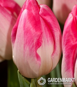 Tulipan Triumph Supermodel 5 szt.