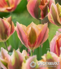 Tulipan Viridiflora Pink Artist 5 szt.