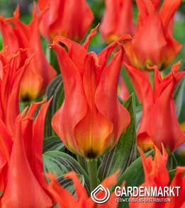 Tulipan Fostera Rigas Barikades 5 szt.