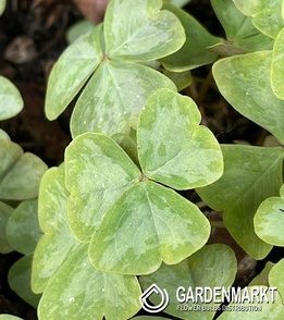 Oxalis - Szczawik Mystic Mist 10 szt.