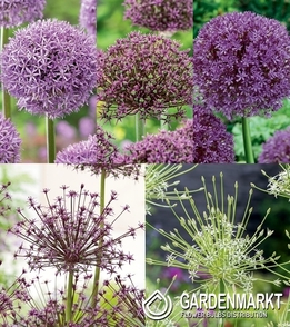 Zestaw Allium - Czosnek Ozdobny 3