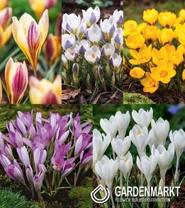 Zestaw Krokus Wiosenny "9" 5/7