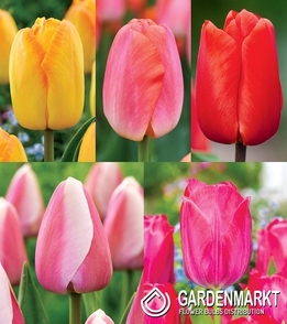 Zestaw Tulipan Darwina 4
