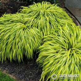 Hakonechloa Smukła Aureola 1 szt.