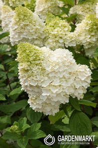 Hydrangea paniculata Hortensja bukietowa Hercules 1 szt.